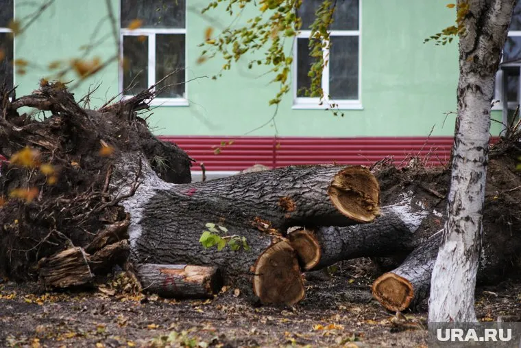 Рабочие вырубили десятки деревьев (архивное фото)