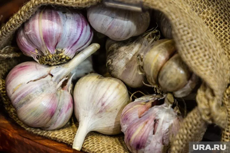 Сырой чеснок улучшает здоровье сердца и снижает уровень холестерина в крови