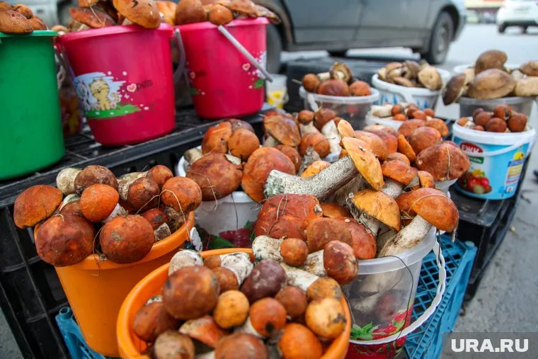 Курганцы массово собирают грибы в местных лесах
