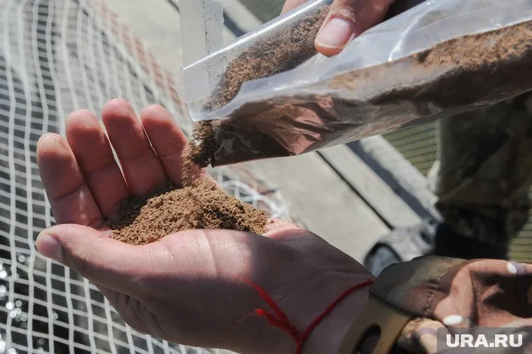 Браконьеры продают цисты артемии за границу на корм для рыб и креветок