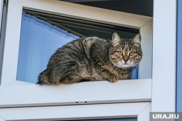 Женщина выбрасывала кошек на глазах у прохожих, среди которых были дети