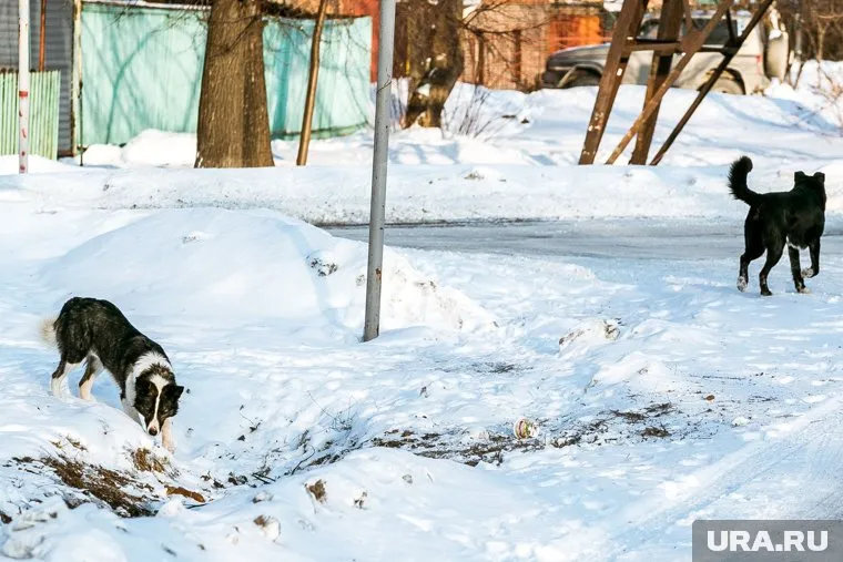 Жители Шадринска пожаловались на стаю собак