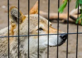 Курганские власти назвали фейком появление волков в населенных пунктах