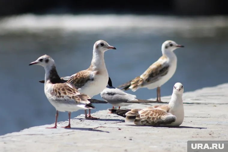 Карантин введен на отдельной территории Соликамского городского округа