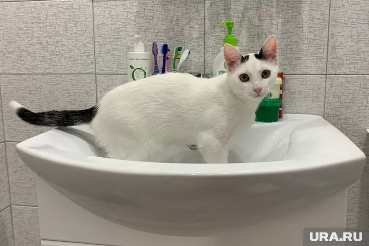 Водоканал Магнитогорска выставил счет за воду для домашних питомцев