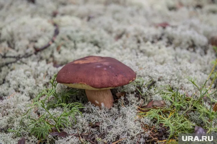 Специалист-миколог Красуцкий рассказал челябинцам, как избежать отравления грибами