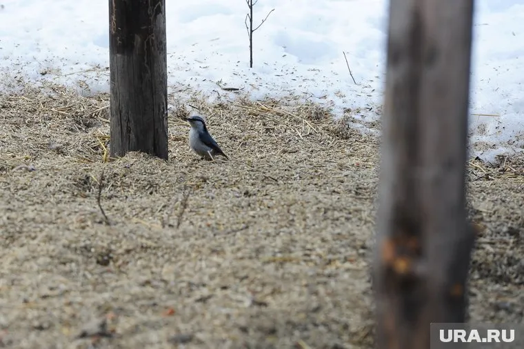 Появление сурков в заказнике – индикатор прихода весны (архивное фото)