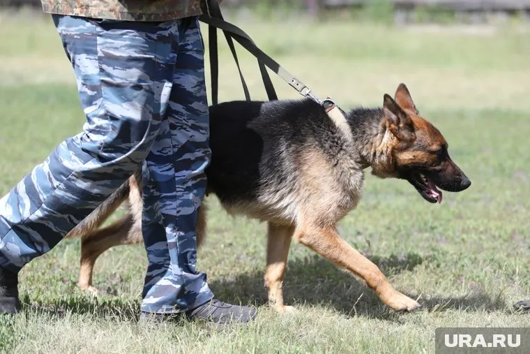 Кинолог Булкова и овчарка Онри стали лучшими на соревнованиях (архивное фото)