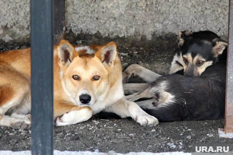 Отлов не помогает — собаки рано или поздно возвращаются