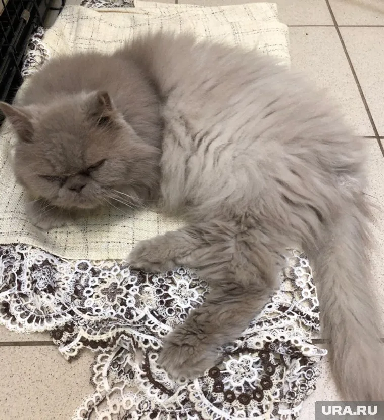 Люди часто бросают животных прямо перед полетом