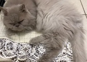 Хозяйка выбросила в пермском аэропорту кота, которого не пустили в самолет