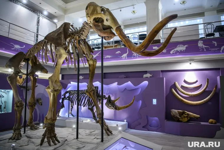 Скелет мамонта восстановят в Рождествено