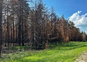 В Курганской области на полмесяца продлили запрет на посещение лесов