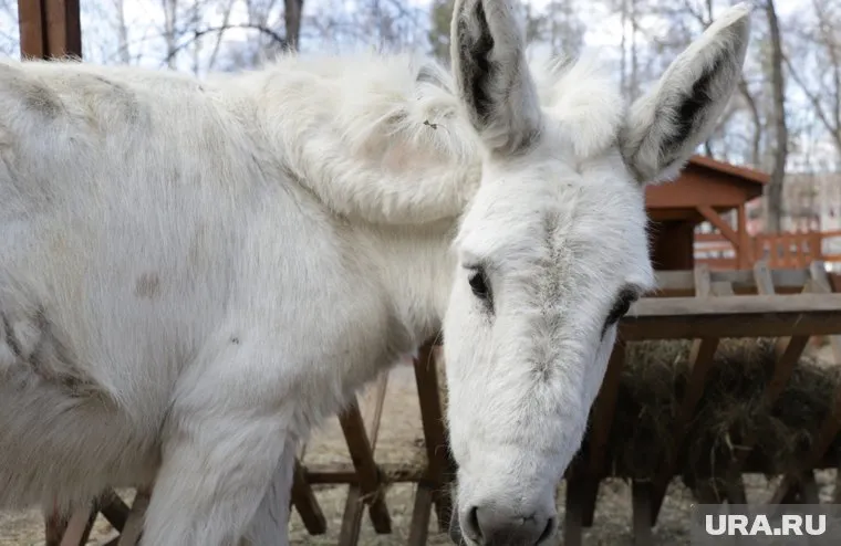 Одомашненные животные могут использоваться в качестве доставщиков на СВО