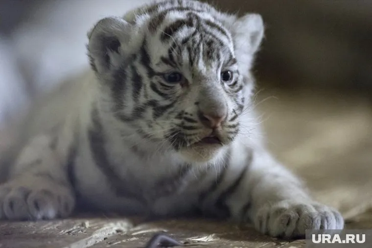 За поездку клиент готов был выложить 35 тысяч рублей