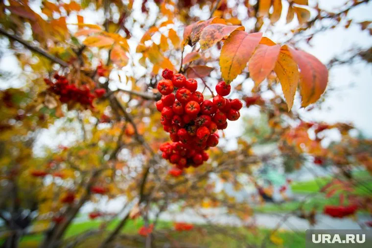 Калина, брусника и другие осенние ягоды можно оставить в холодильнике на длительный срок