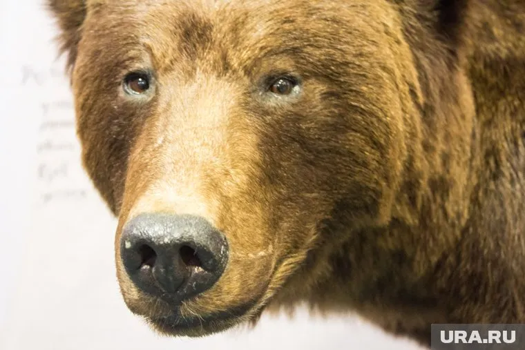 От лап медведя погиб подросток, еще один человек пострадал