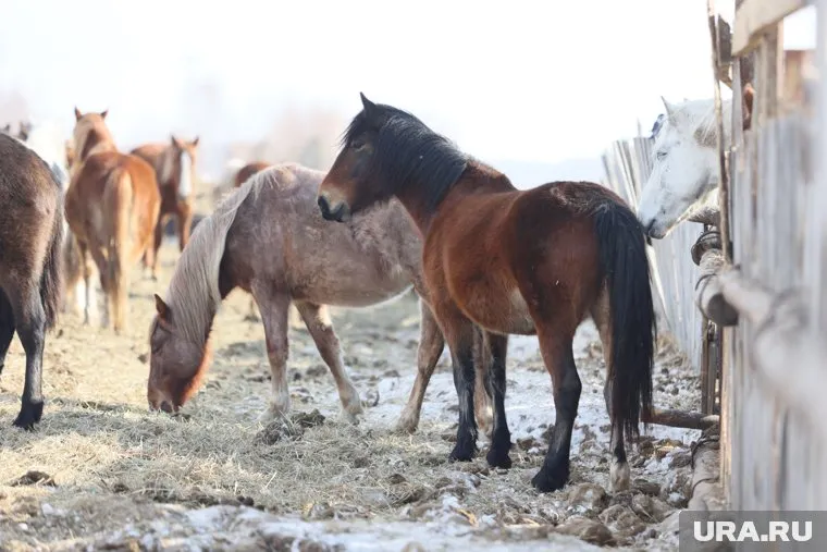 Курганскому бизнесмену помогли закупить более 70 лошадей