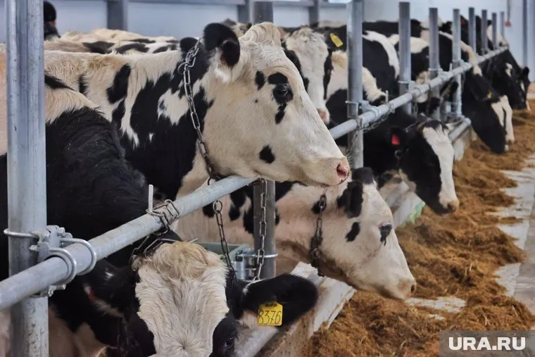 В здании коровника сделан капитальный ремонт