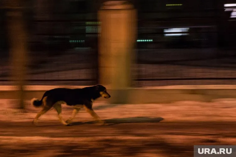Власти ХМАО определили, кто будет нести ответственность за бездомных животных