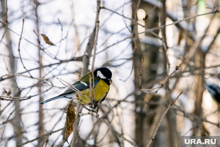 Считалось, что именно 12 ноября синицы прилетают зимовать 