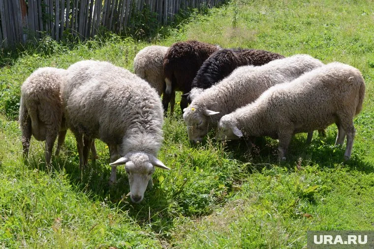 Срезать шерсть с овец предлагают за 80 тысяч рублей в месяц