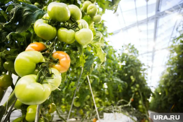 Работникам из ХМАО в Англии предстоит собирать овощи в теплицах и на полях