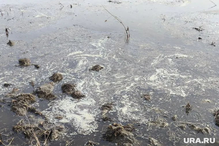 Поле между Маслянкой и Киндером оказалось завалено отходами с молочной фермы