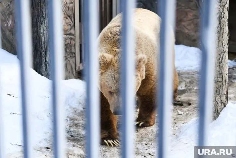 Медведь стать причиной смерти мужчины из Ноябрьска