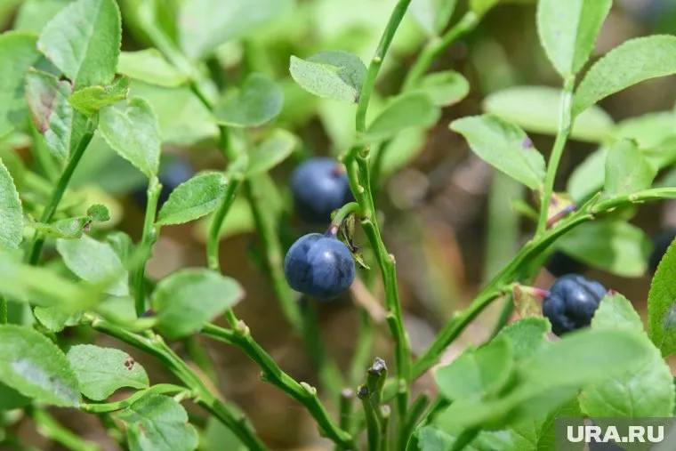 Заселение адаптационного вольера для выпуска птенцов краснокнижного филина Bubo bubo. Свердловская область, Сысертский район
