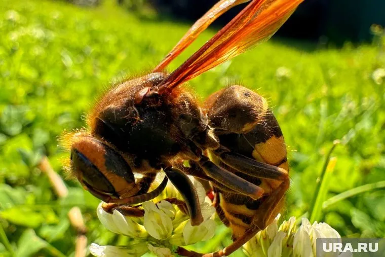 В Звериноголовском округе пчелы гибнут, предположительно, от отравления