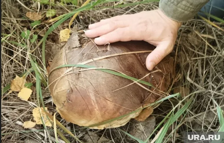 Поляну с огромными грибами обнаружили в лесу Сургутского района