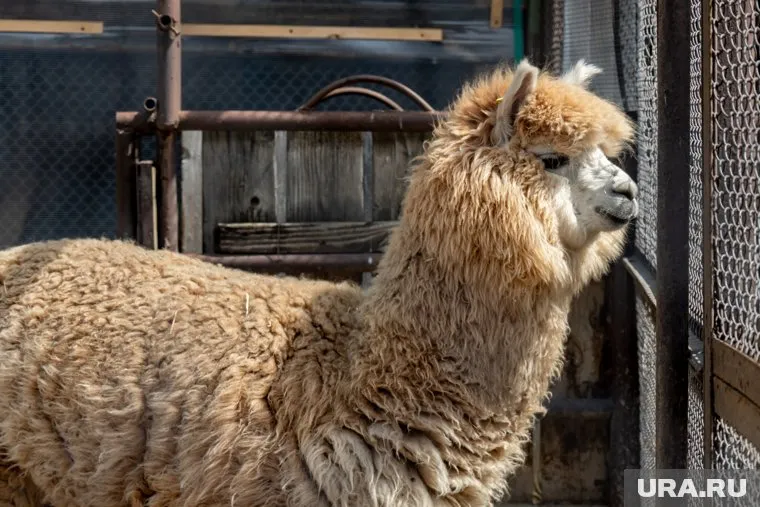 В семье пермских альпака пополнение