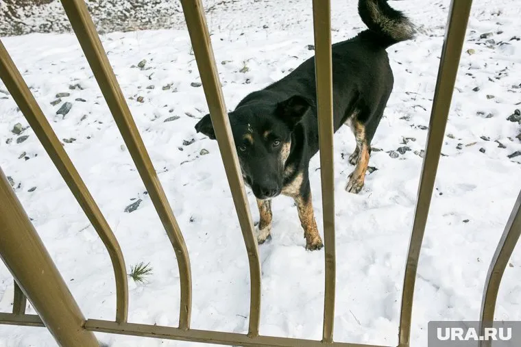 Бездомные животные сбиваются в стаи и пугают свердловчан