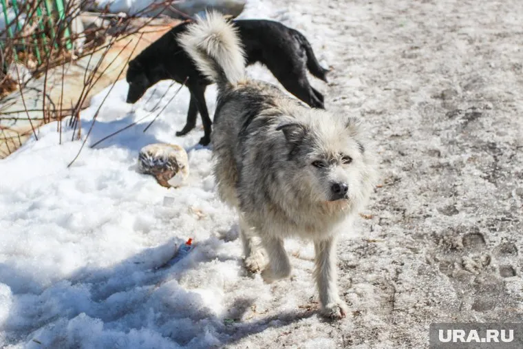 Служба отлова животных перешла на усиленный режим из-за нападения на ребенка