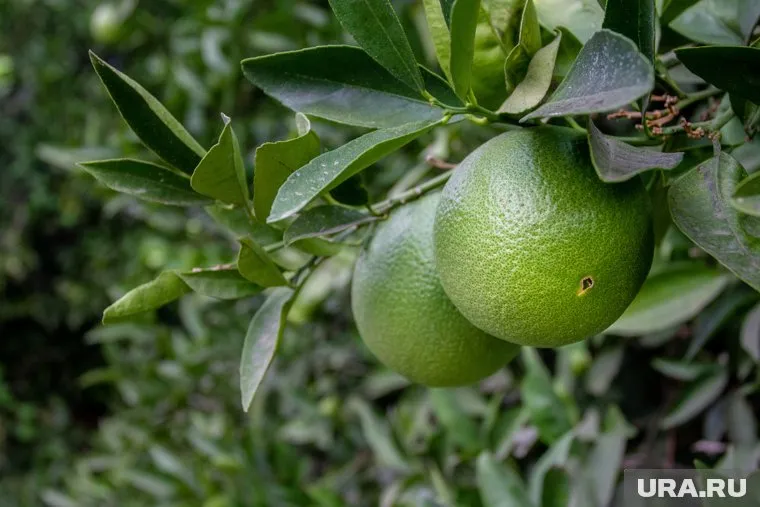 Вирус передается через фрукты, на которых остается слюна зараженных летучих мышей