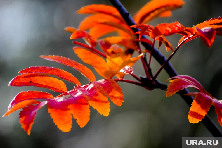 Теплая, но пасмурная погода установится в Челябинске в выходные