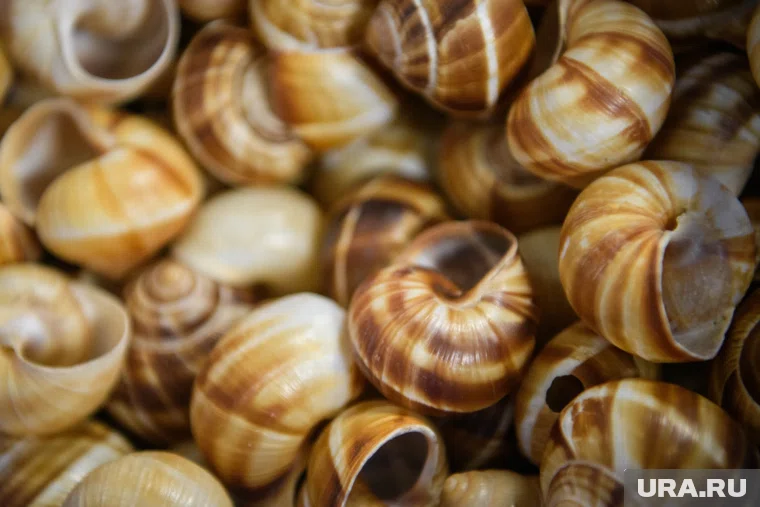 В Тюмени в выходные пройдет дегустация улиток