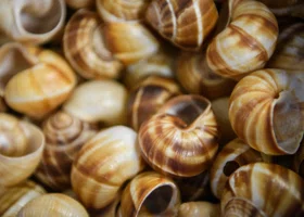 Дегустация улиток, «Наш городок» и концерт «Мураками»: куда сходить в Тюмени на выходные