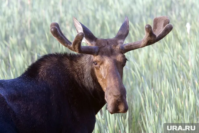 Жители всего микрорайона помогли лосю вернуться вв лес