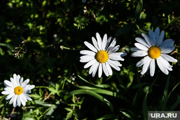 Клипарт, разное. Екатеринбург