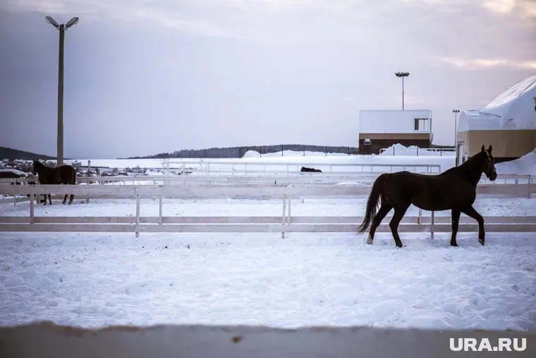 Специалисты проверят воду из озера, в котором утонили лошади (архивное фото)