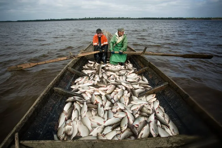 Добыча рыбы в Сургутском районе. Сургут, рыбаки, улов, рыба, гребцы, язь, лодка, на веслах