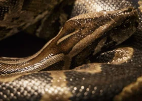 В Перми нашли место расположения первого зоопарка, где содержали рептилий