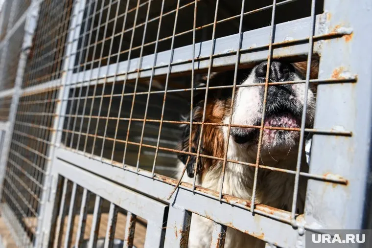 Страшную находку обнаружили в Пыть-Яхе в благотворительном приюте для животных «Ушастик, живи»