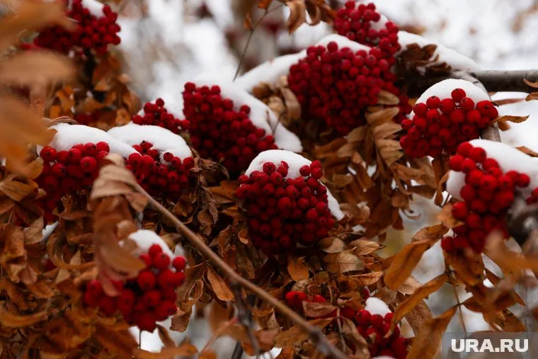 В Челябинской области в ближайшие дни ожидаются холодные ночи