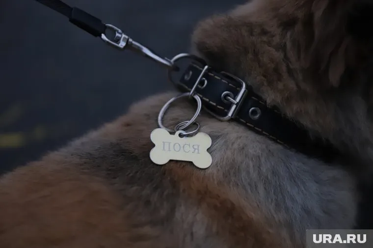 Крематорий для животных работает более десяти лет