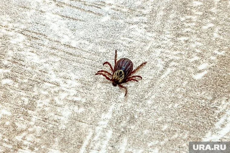 В регионе увеличилось число пострадавших от клещей