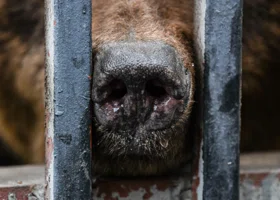 Медведь устроил погром во дворе дома жительницы Пермского края