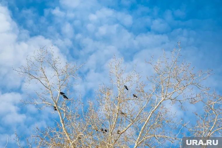 В западной части Югры ожидается потепление до +10 °С